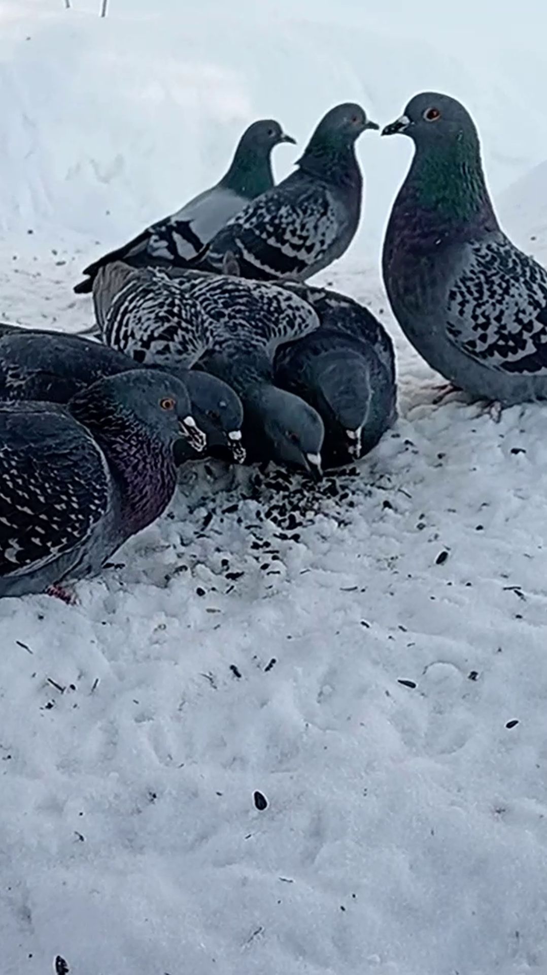 Голуби смотреть онлайн