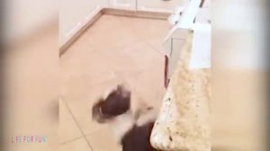 Животные приколы и не только😅