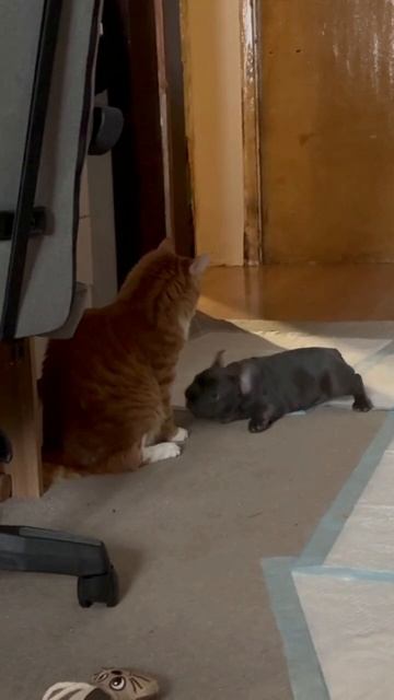 Знакомьтесь! Двоюродный Братишка Краша — КРИС!  А у Кота железная выдержка)