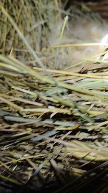 пополнение потомства кроликов