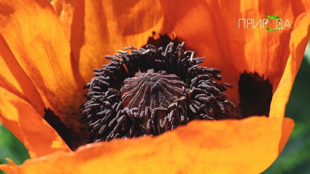 Природа. Мак_8