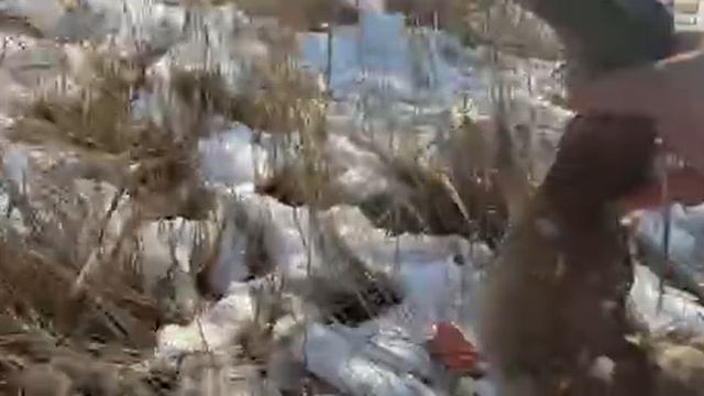 Нашел подранка кряквы!