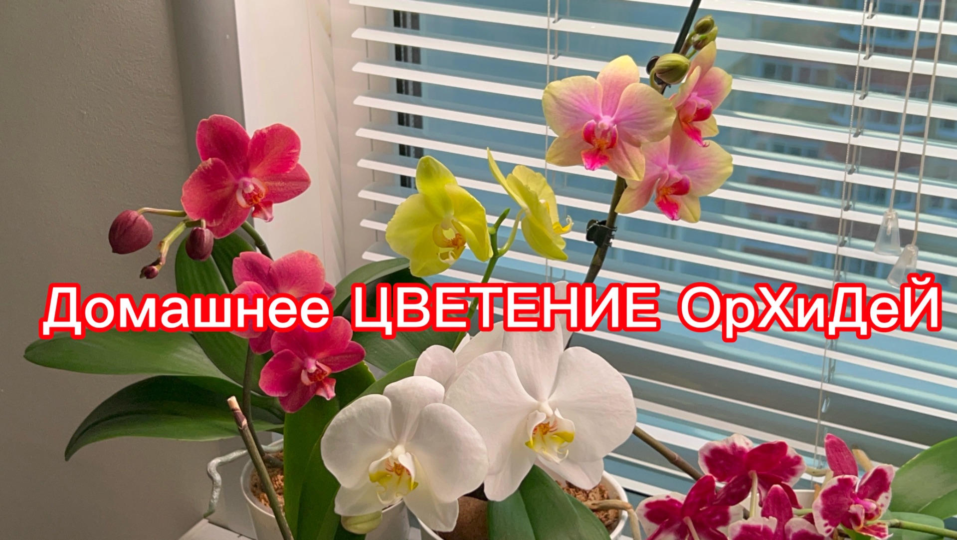 Цветущие ОРХИДЕИ в лучах солнца!!! #орхидеи смотреть онлайн