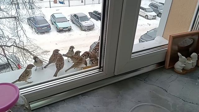 красота на нашем подоконнике