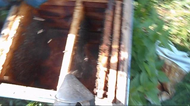 Как грамотно сделать отводки и подселить покупные матки смотреть онлайн