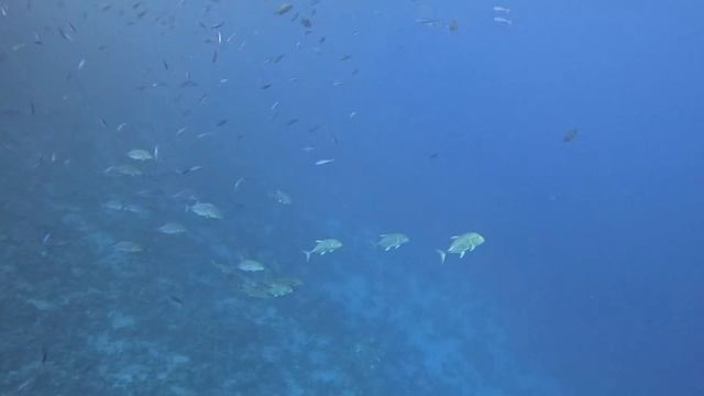 Каранксы, дайвинг в Египет, Шарм-эль-шейх смотреть онлайн