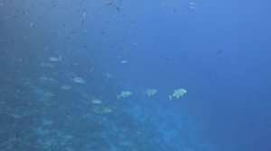 Каранксы, дайвинг в Египет, Шарм-эль-шейх