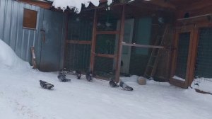 Голуби Донбасса в подмосковье