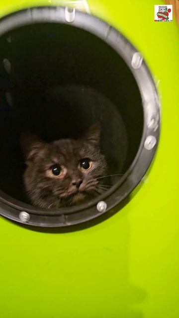 В ракете вдвоём совсем не тесно Рыжуле-Дружуле и Красавчику-Пискунчику 🌞🚀😻❤️😻 В ракете вдвоём совсем не тесно Рыжуле-Дружуле и Красавчику-Пискунчику 🌞🚀😻❤️😻