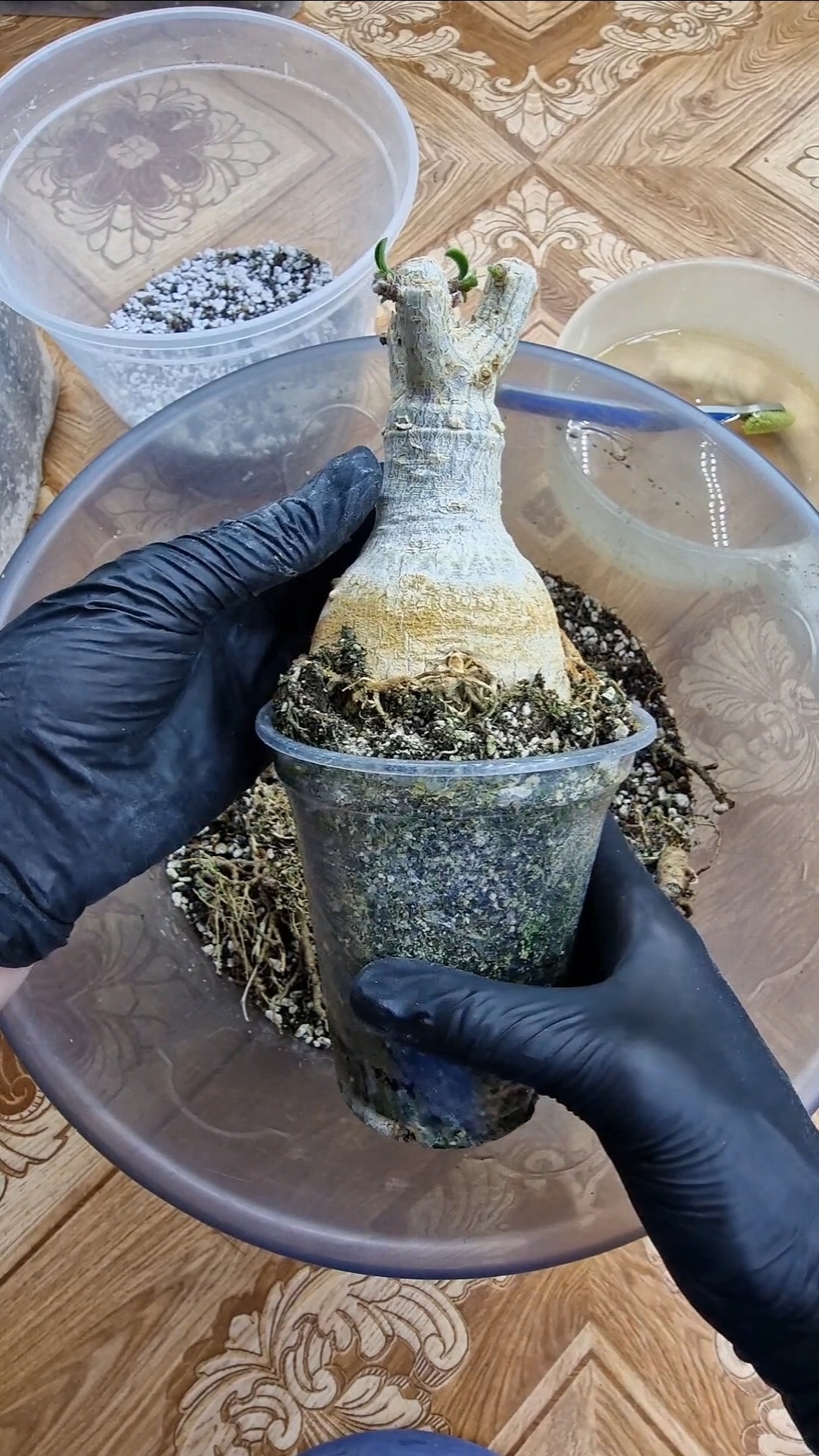 Тизер из платной подписки🫶 смотреть онлайн