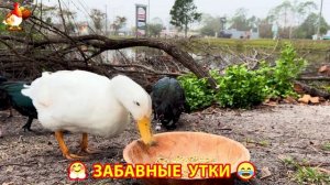 Забавные утки мускусные и пекинские на свободном выгуле со своими друзьями ч.(354) ❣️🤗😂