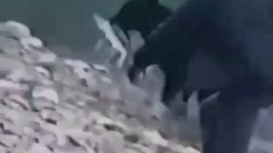 Голодный мишка))