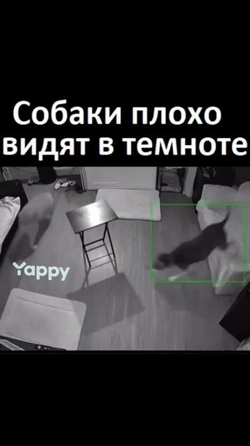 собаки плохо видят в темноте 🤣