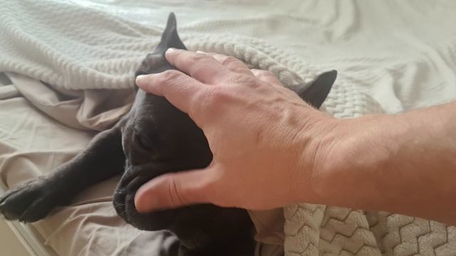 Французский Бульдог Краш | Когда совсем не хочется на работу смотреть онлайн