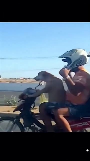 Трезвый водитель