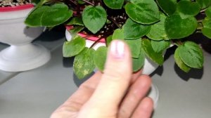 Фитоверм + для Фиалок.