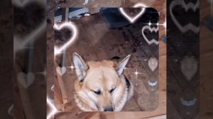 1000048028.mp4 (Собака наблюдает за устройством лестницы на 2 этаж в доме А-фрейм)