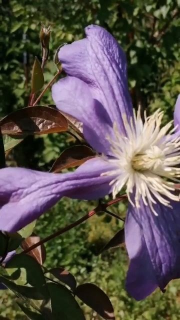 Клематис распускает первые цветочки. Посмотрите, какие они красивые и большие. смотреть онлайн