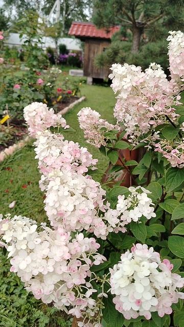 Гортензия 'Ванилла Фрайз' из черенка зацвела 2025 смотреть онлайн