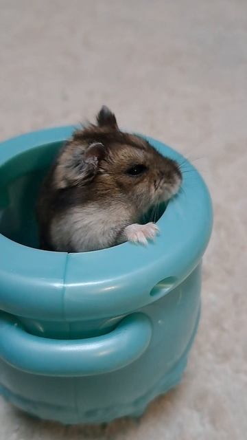 Забавный джунгарик🐹 #хомячок#хомяк#хомякджунгарик#джунгарик#хомячки Забавный джунгарик🐹 #хомячок#хомяк#хомякджунгарик#джунгарик#хомячки