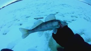 ЗИМНЯЯ РЫБАЛКА НА СУДАКА.ЛОВЛЯ СУДАКА НА ТЮЛЬКУ.РЫБАЛКА НА ВОЛГЕ.