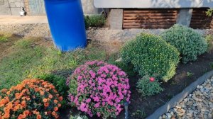 3-7.10.25. Заготовки. Рынок. Цветы.