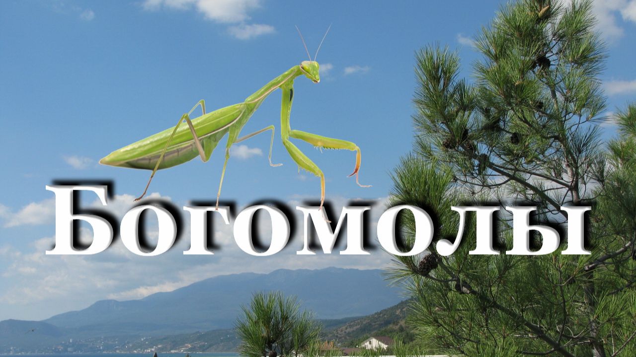 Богомолы. ВСЁ самое интересное