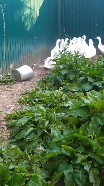 Утки в панике