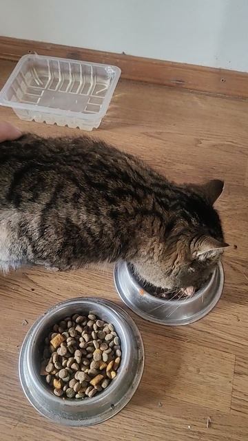 Деловой парень пришёл на завтрак.