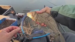 Первая зимняя рыбалка на крупного карася