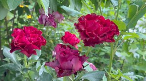 Июль в Саду 25 июля 2025 часть 1