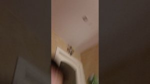 кактус 2🎉🎉