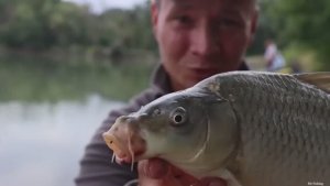 Тут и дикий сазан, карась, рыбалка на флэт фидер, ловля рыбы на реке Кубань осенью.