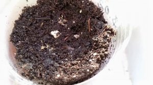 ЧТО ВИЖУ, О ТОМ И "ПОЮ".