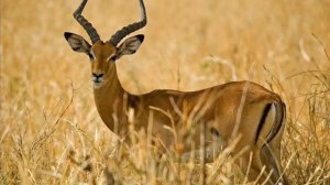 В желтой жаркой Африке