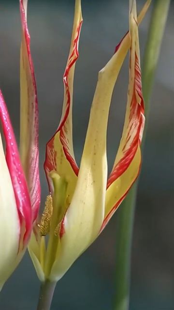 Рогатый тюльпан, который шокировал Европу 🌷✨ смотреть онлайн