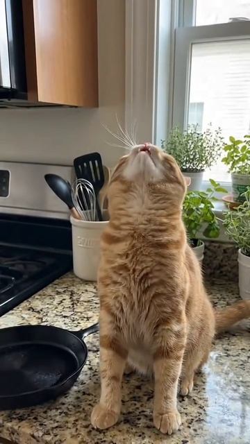 Захотел перевернуть блин, но что-то пошло не так 😅😻