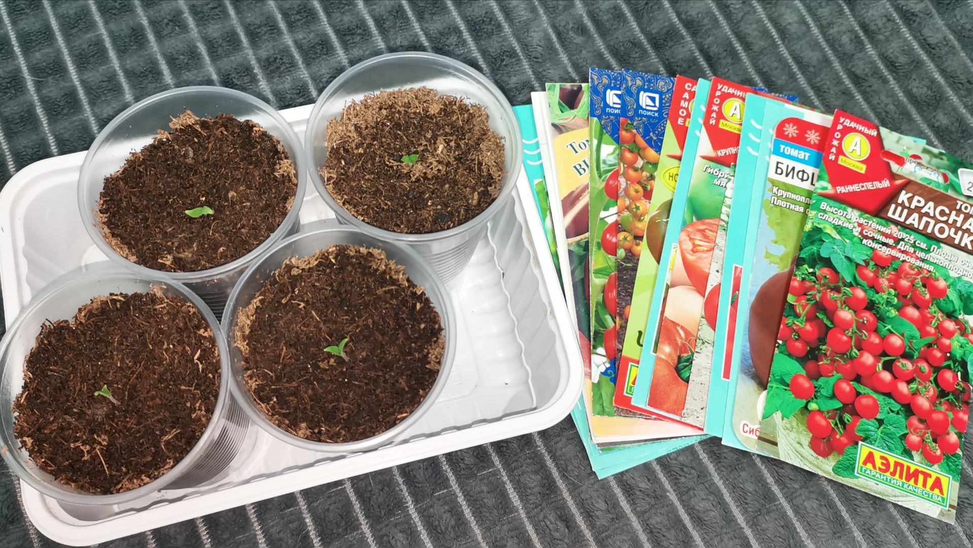 Взошли томаты сезон 2026 какие помидоры выбрали для теплицы по вашим советам! смотреть онлайн