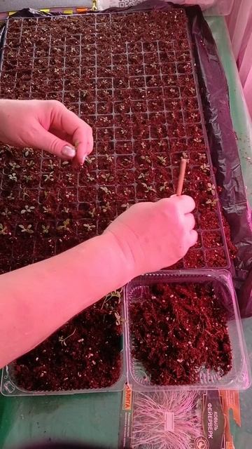 06.02.2026 первые пикировки сеянцев алиссума смотреть онлайн