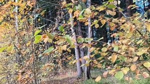 ах эта природа как она красива лес...