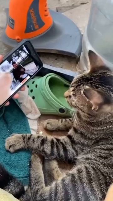 котики смотреть онлайн