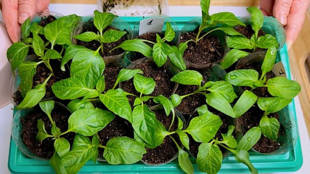 ТОЧНЫЕ ДАТЫ посева перцев в ФЕВРАЛЕ 2026! Успей посеять! ТОЧНЫЕ ДАТЫ посева перцев в ФЕВРАЛЕ 2026! Успей посеять!