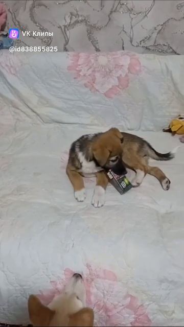 милые собачки смотреть онлайн