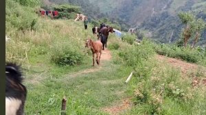 34серия/Жизнь в горной деревне Непала | в непальской бедной, но счастливой семье