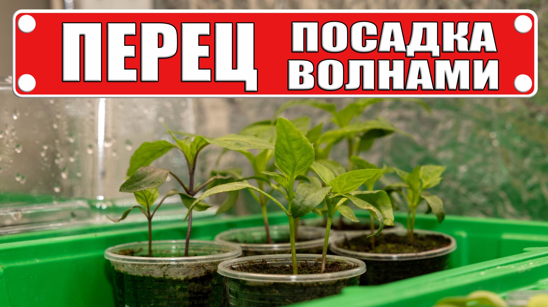 Перец растет как бешеный: ШОКИРУЮЩАЯ разница в росте! Эксперимент волнами посадки смотреть онлайн