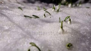 ВЕСНА НЕ ЗА ГОРАМИ!