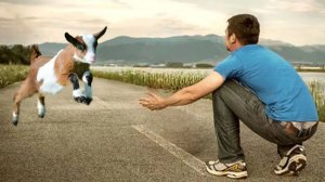 Попробуй не заплакать 😭 Самые трогательные встречи животных с хозяевами после долгой разлуки»