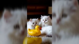 Котята ищут папу под Stromae Papaoutai— так мило! 🐱