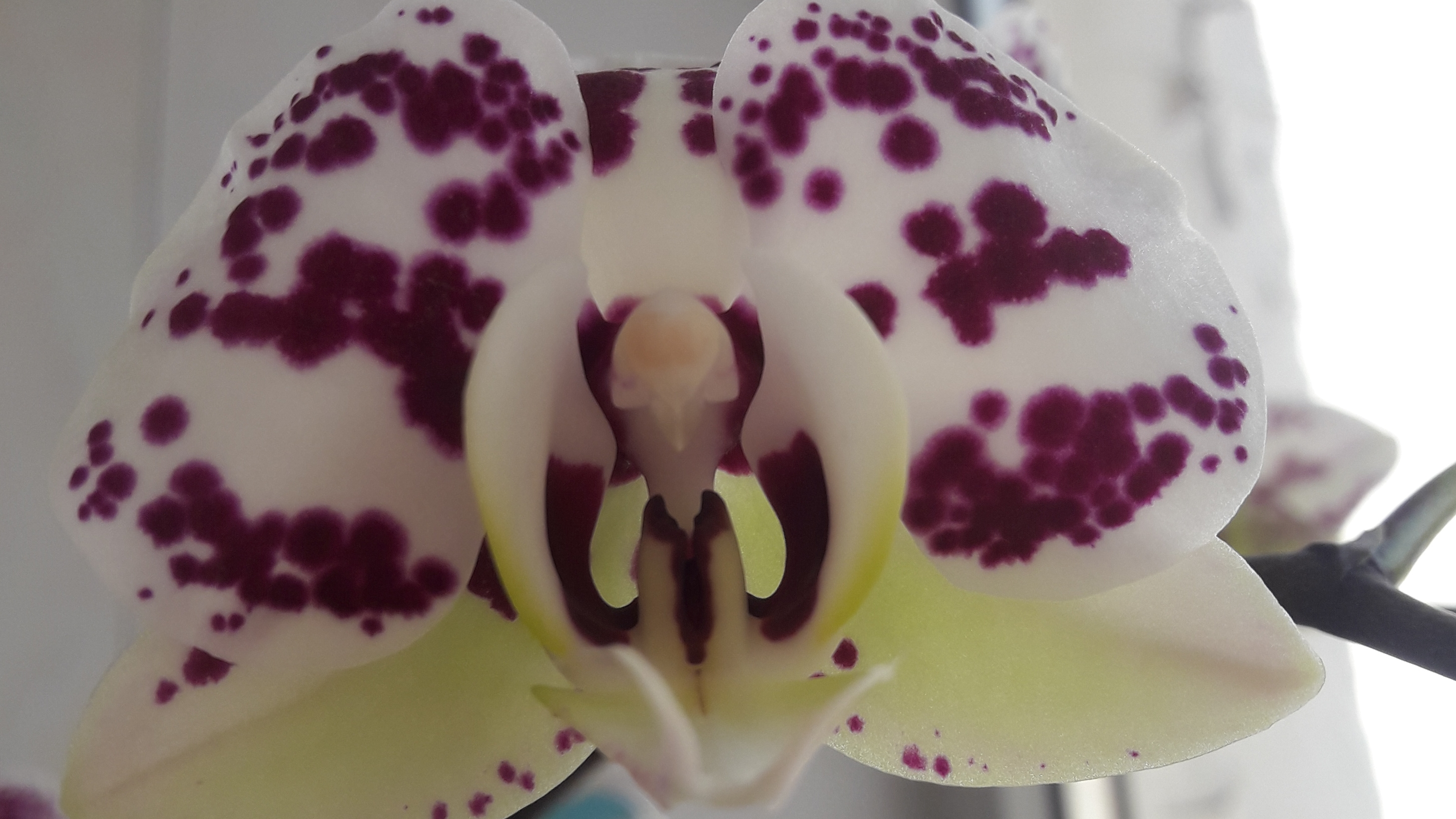 Орхидея красавица цветет! #цветы смотреть онлайн