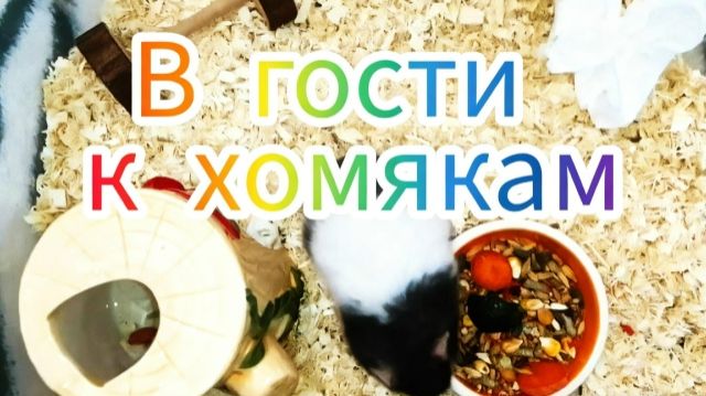 В гости к хомякам. Теперь у каждого свой дом. #хомяки